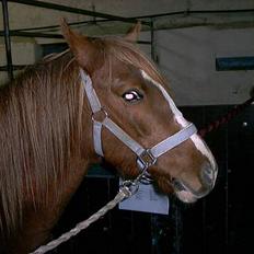 Anden særlig race Larsmindes Landia RIP