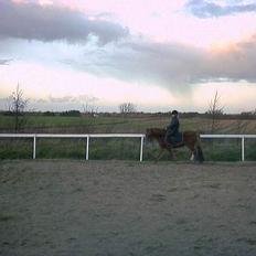 Anden særlig race Larsmindes Landia RIP