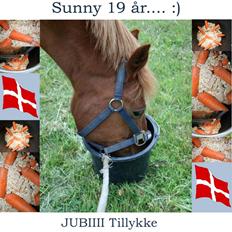 Anden særlig race Sunny Boy