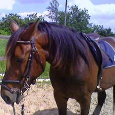 Traver mao seat (gammel part)