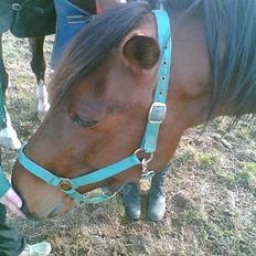 Traver mao seat (gammel part)