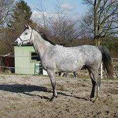 Anglo Araber (AA) Zenith Cooler