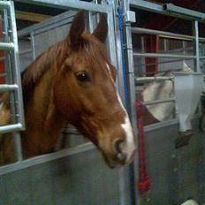 Anden særlig race Mr Bogart (solgt)