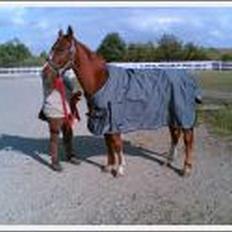 Anden særlig race Mr Bogart (solgt)