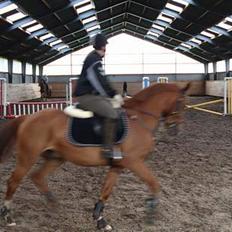 Anden særlig race Mr Bogart (solgt)