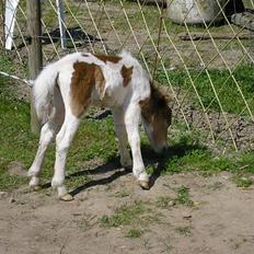 Shetlænder Kiar solgt):