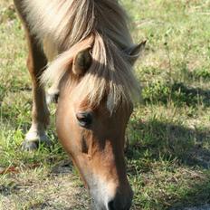 Islænder Sóley af Urtehusene 
