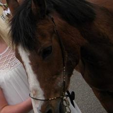 Anden særlig race Lucy<3Aflivet&savnet<3