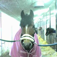 New Forest Jasmin <'33