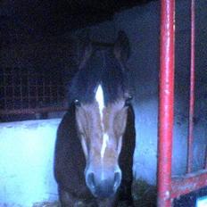 New Forest Jasmin <'33