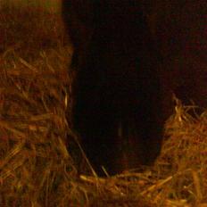 New Forest Jasmin <'33