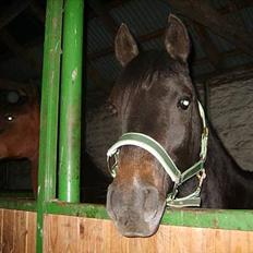 Arabisk fuldblod (OX) Shaheen (SOLGT)<33