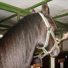 Arabisk fuldblod (OX) Shaheen (SOLGT)<33