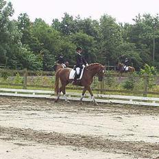 Anden særlig race Oliver