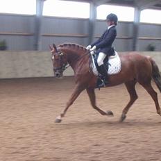 Anden særlig race Diamond [R.I.P]