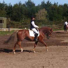 Anden særlig race Diamond [R.I.P]