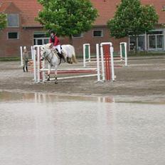 Connemara Maximillian af Ellebrud