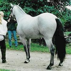 Connemara Maximillian af Ellebrud