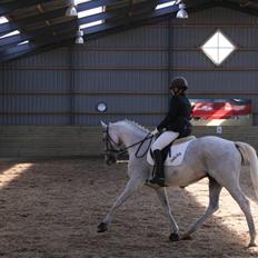 Anden særlig race Showboy