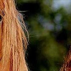 Arabisk fuldblod (OX) WML Jeenah Al Hawah