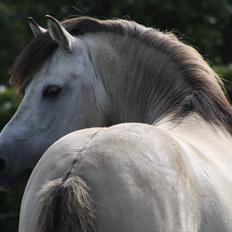Anden særlig race Roosgårdens Cornelius