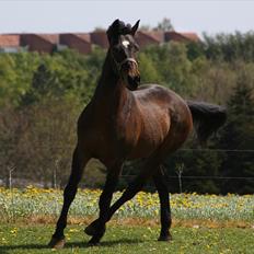 Anden særlig race Lestat † 