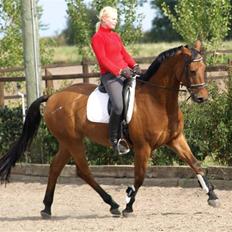 Dansk Varmblod Canut-B SOLGT