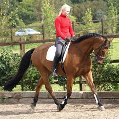 Dansk Varmblod Canut-B SOLGT