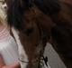 Anden særlig race Lucy<3Aflivet&savnet<3