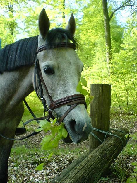 Anden særlig race Camille *tidligere part* - Hej allesammen og velkommen til Camilles profil ;D billede 1