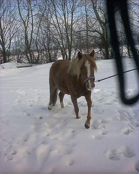 Anden særlig race Larsmindes Landia RIP billede 1
