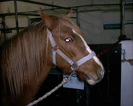 Anden særlig race Larsmindes Landia RIP billede 2