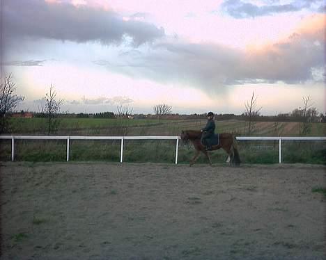 Anden særlig race Larsmindes Landia RIP billede 3