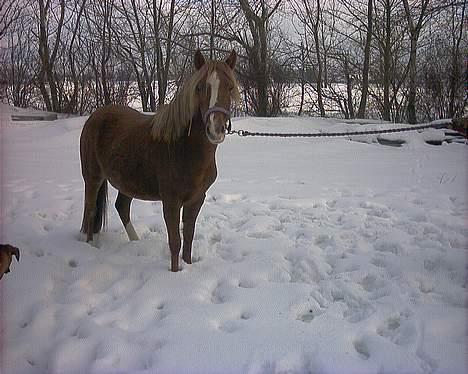 Anden særlig race Larsmindes Landia RIP billede 4