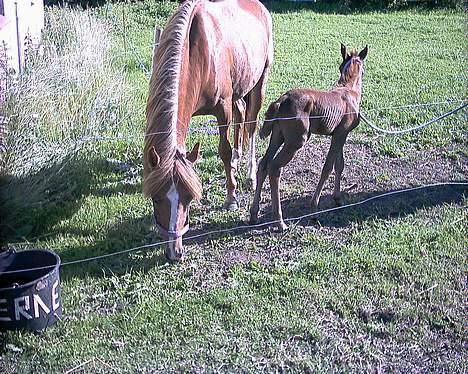 Anden særlig race Larsmindes Landia RIP billede 5