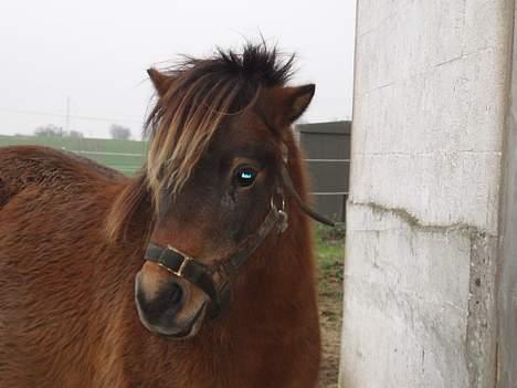 Shetlænder Lukas (SOLGT) billede 16