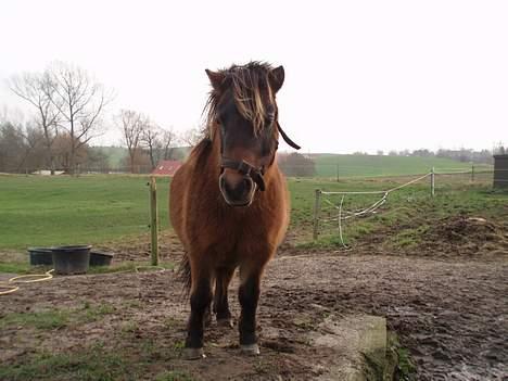 Shetlænder Lukas (SOLGT) billede 17