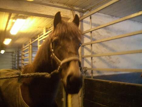 Anden særlig race Moonlight Skovly †R.I.P† - hov hvad er det du har der kan det spises? billede 8