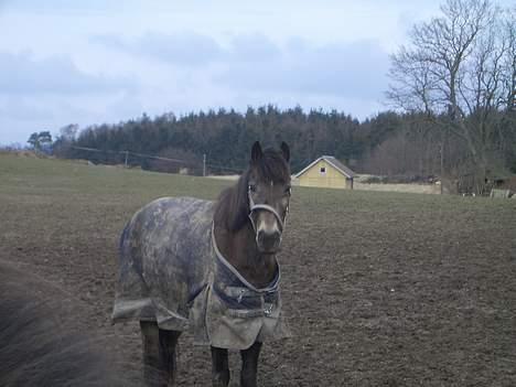 Anden særlig race Moonlight Skovly †R.I.P† - uhh hvad er det du har der??? billede 9