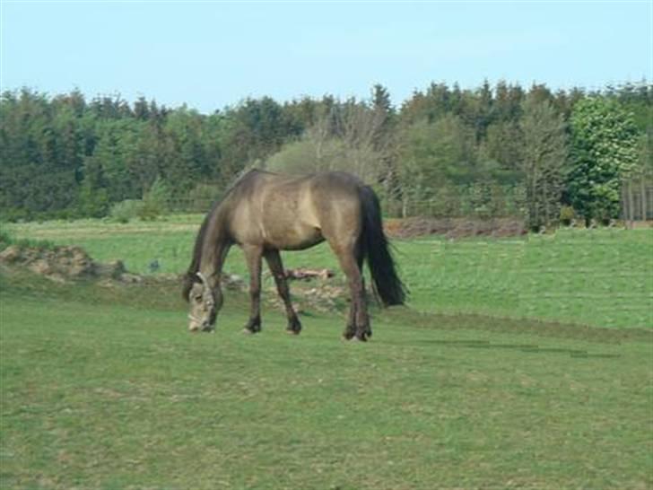 Anden særlig race Moonlight Skovly †R.I.P† - jeps gras er tydeligvis godt for skønheden billede 10
