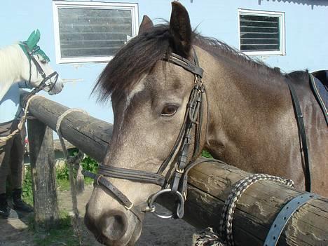 Anden særlig race Moonlight Skovly †R.I.P† - er vi ikk bare søde billede 12