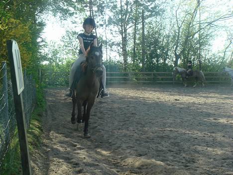 Anden særlig race Moonlight Skovly †R.I.P† - Hygge ridning på ridebanen:D billede 16