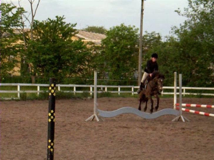 Anden særlig race Moonlight Skovly †R.I.P† - jeg kunne ikke holde hende billede 17