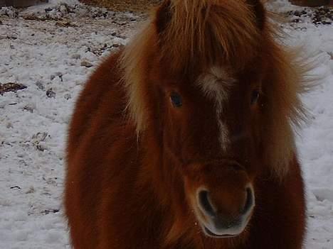 Shetlænder Herkules - Lille hercu ude i sneen  billede 20