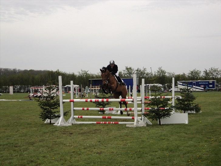 Hannoveraner Amira. - Amira og jeg i ULB´en i Sdr. Hygum,Lørdag. Maj 2010. Red nul. billede 4