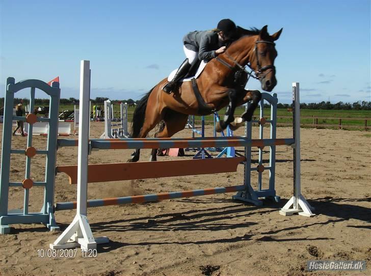 Hannoveraner Amira. - LB billede 5