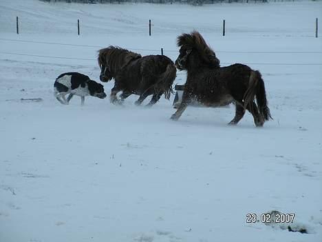 Anden særlig race Martin  - På jagt efter vores hund, NYT 23.02.07 billede 13