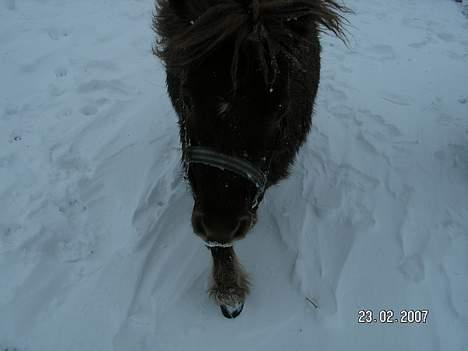 Anden særlig race Ketil  - Hallo tag et billed. !!! billede 16