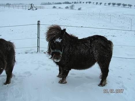 Anden særlig race Martin  - Martin med vintervom, NYT 23.02.07 billede 15