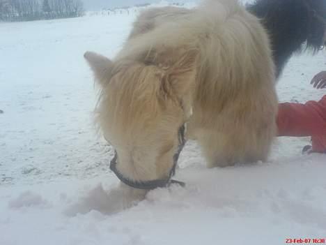 Welsh Pony (sec B) Tatoo † Død † billede 19